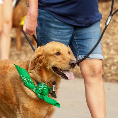 Dog wearing green bandana at a walk