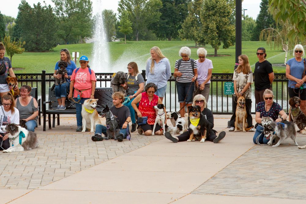 Large group of dogs and handlers walking through a tree-lined park