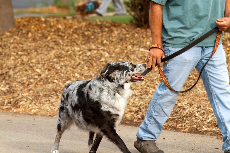 An Australian Shepherd walking calmly on leash with handler