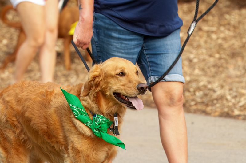 Golden retriever wearing a green bandana on the trail